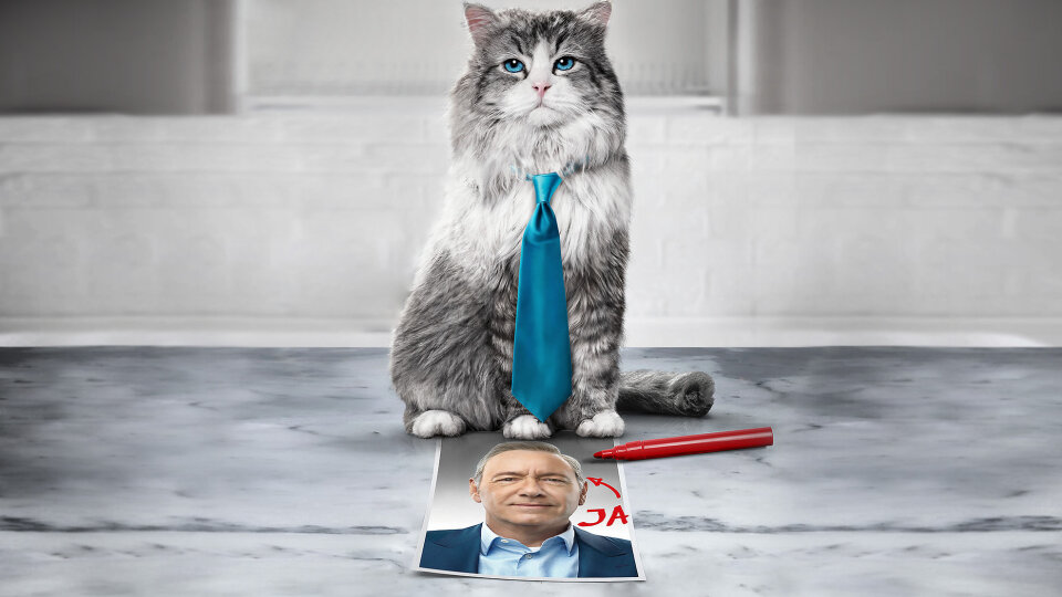 Jak zostać kotem